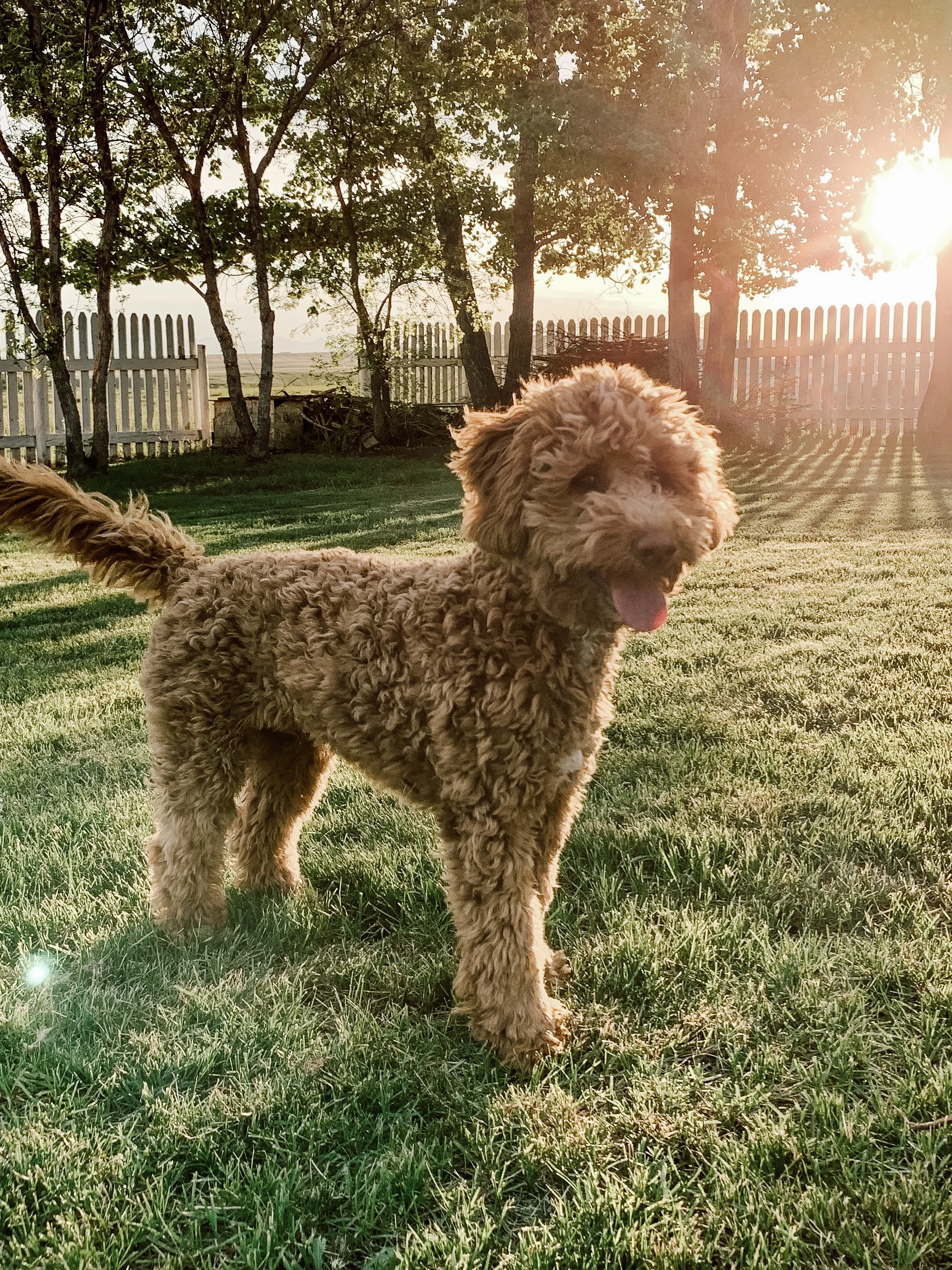 Goldendoodle puppy
