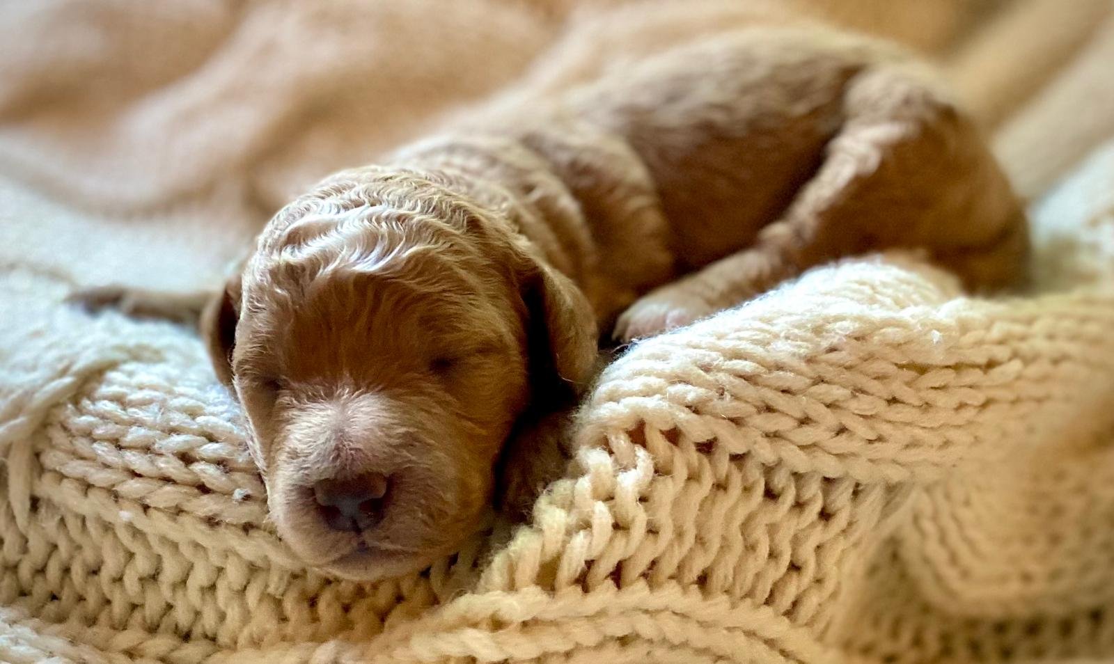 mini goldendoodle puppie