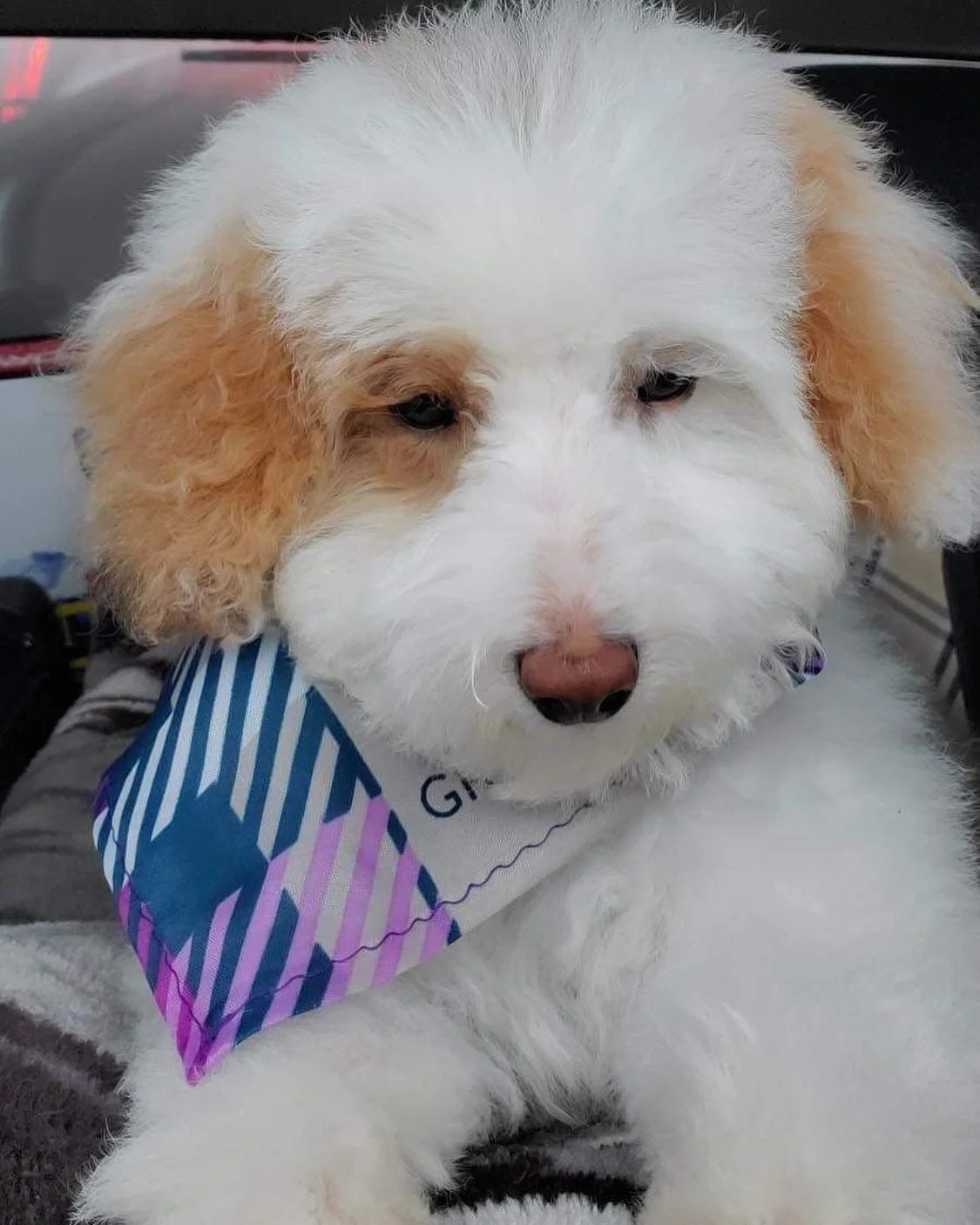 Goldendoodles
