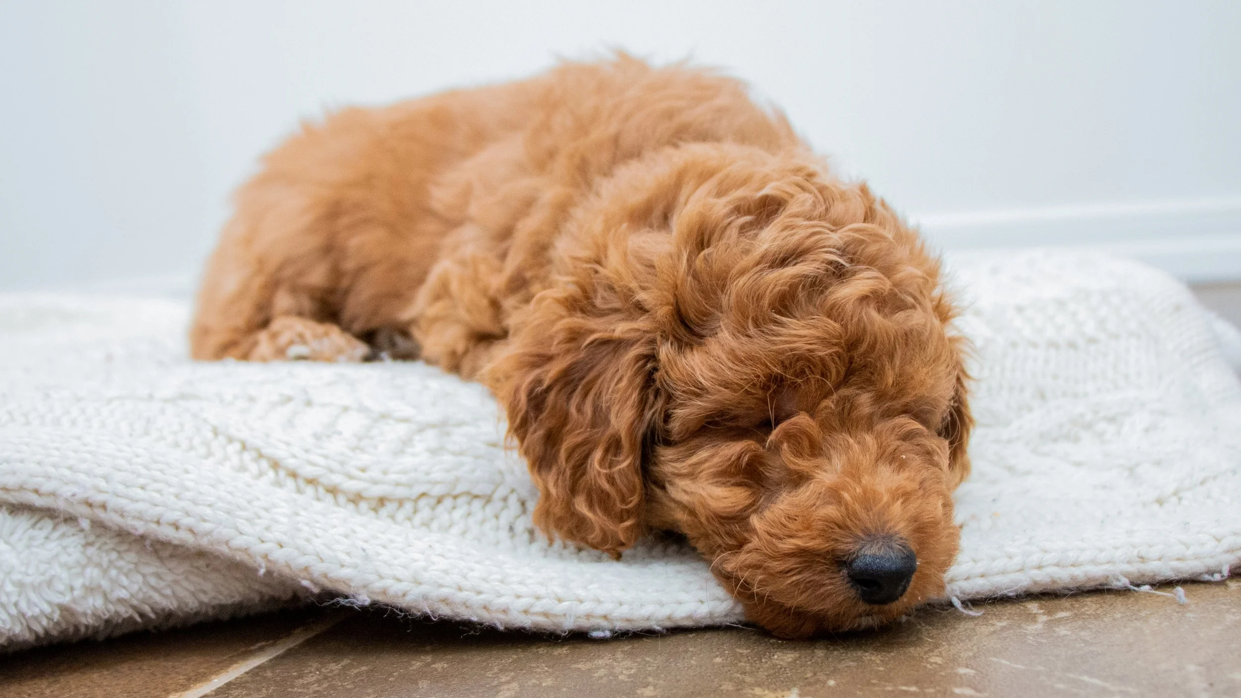 mini golden doodles for sale