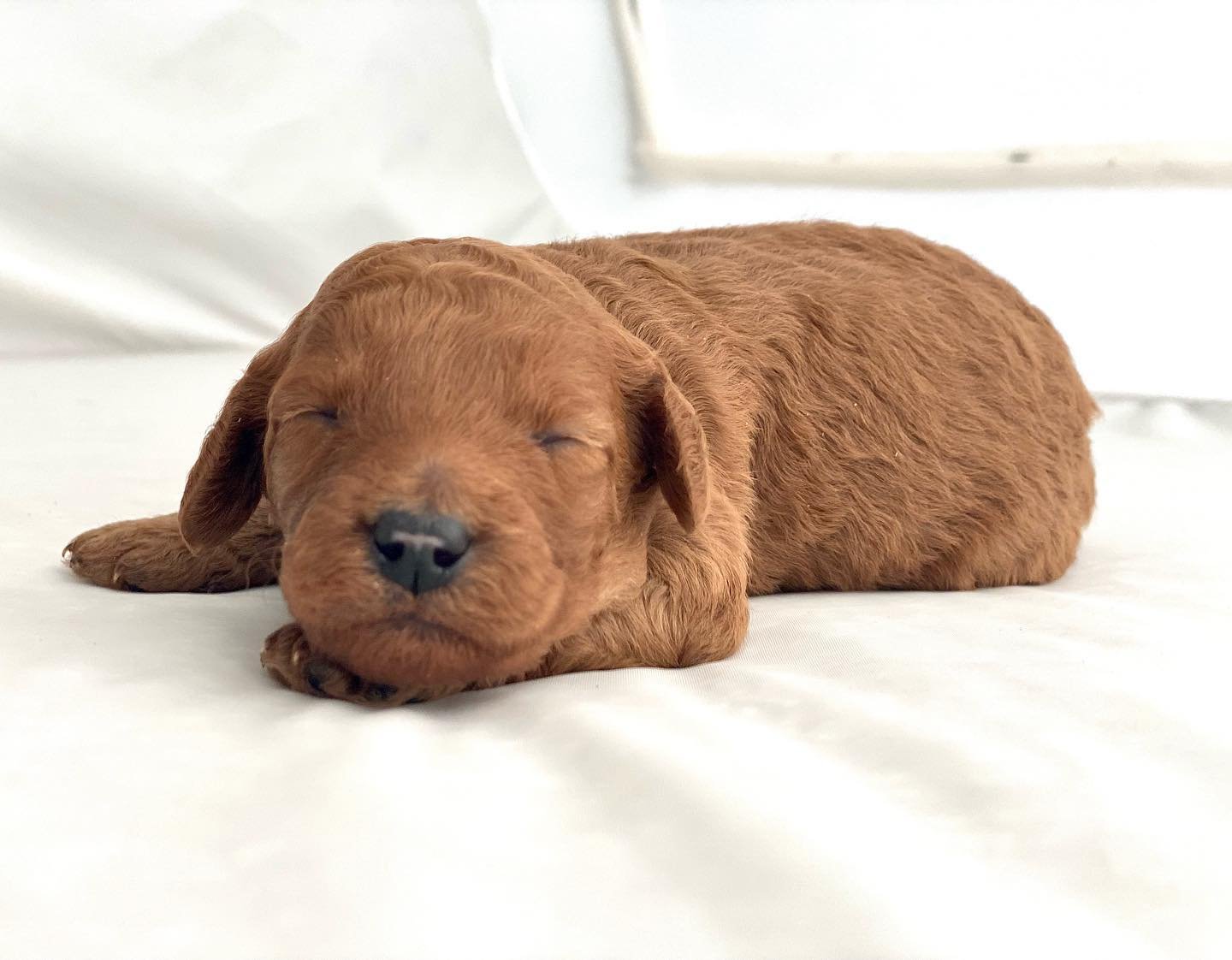 Goldendoodle puppy