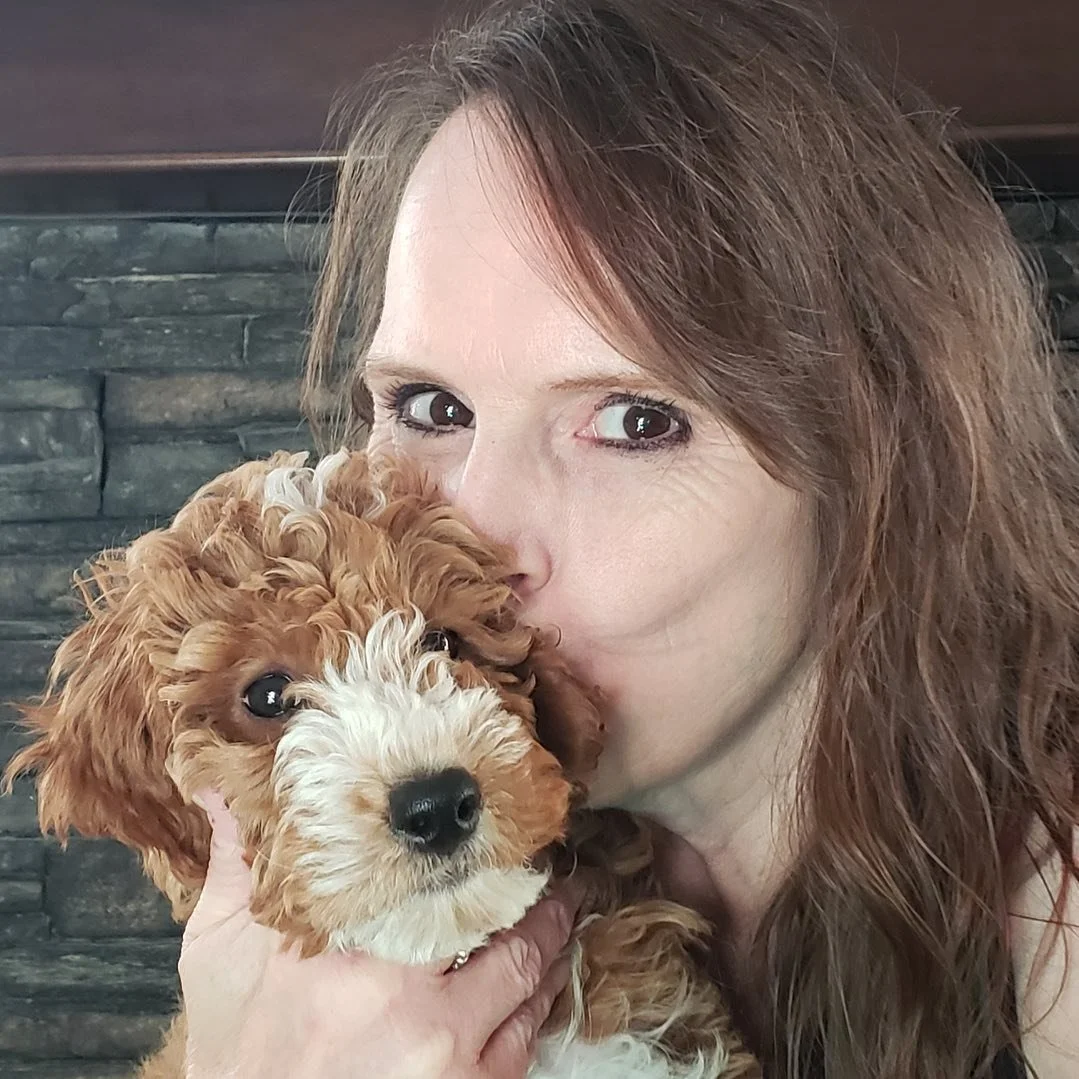 golden goldendoodle puppies