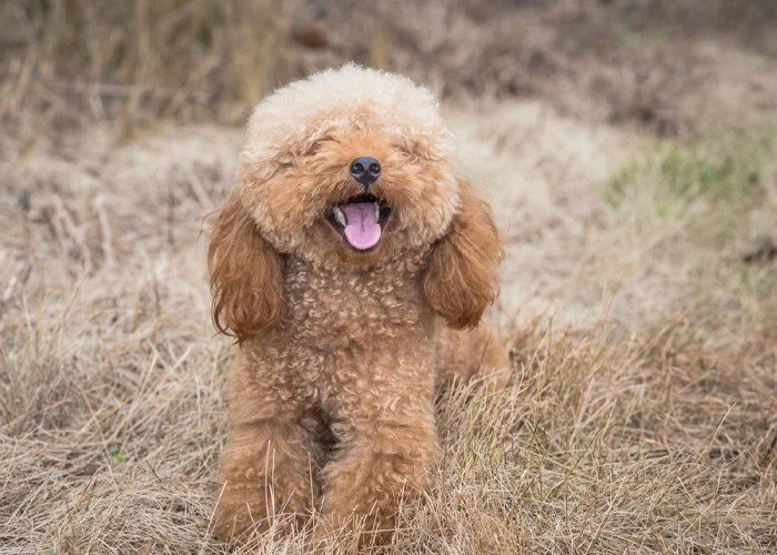 goldendoodle puppies for sale