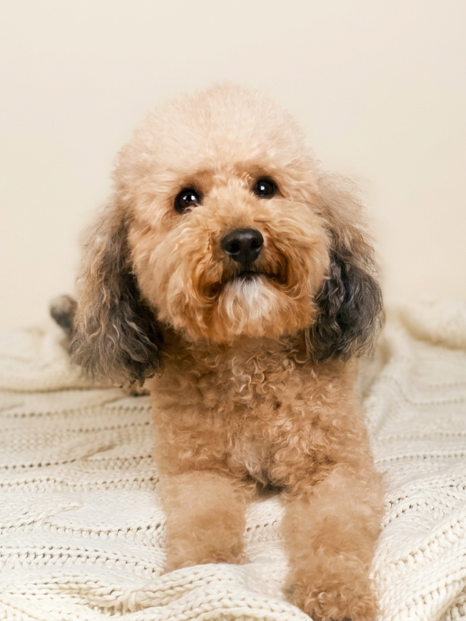 goldendoodle puppies for sale