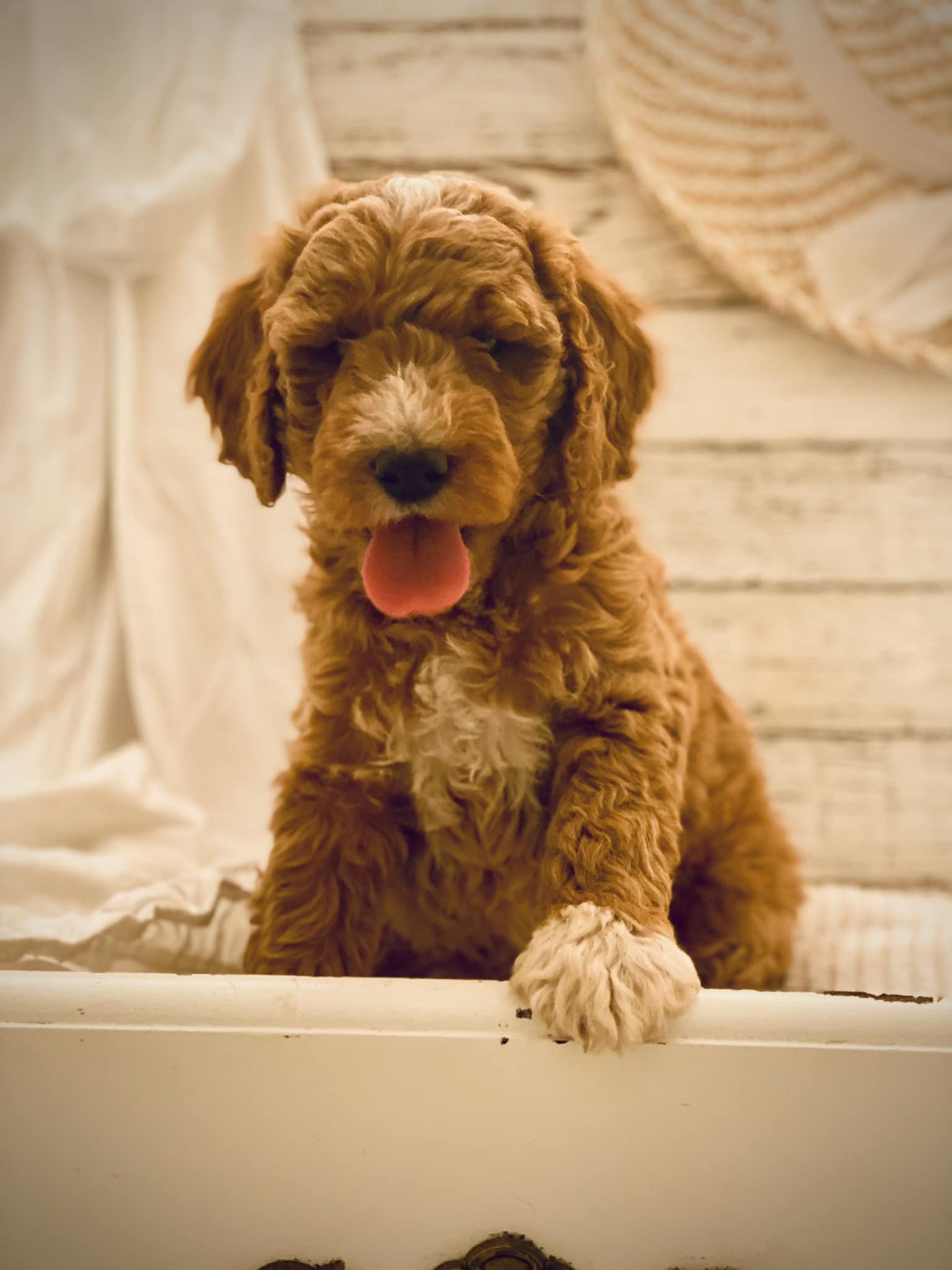 Goldendoodle puppy in Hill Spring