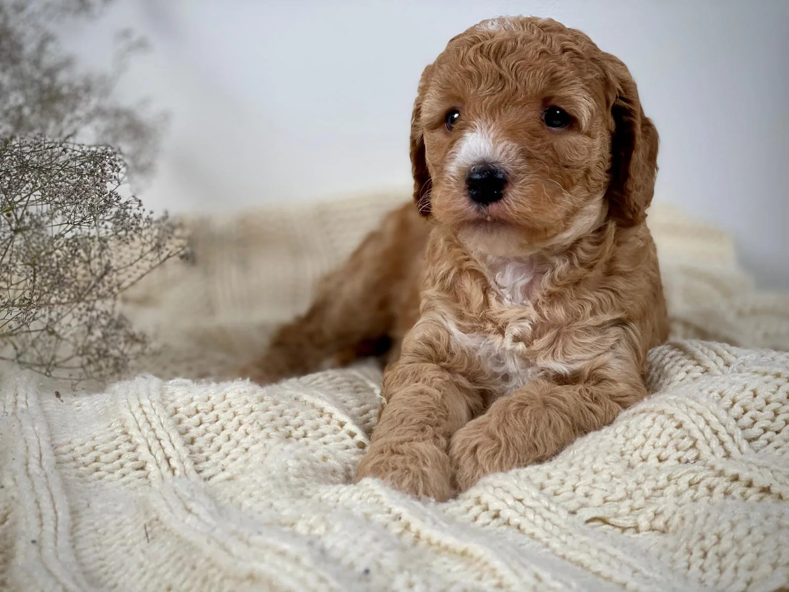 miniature goldendoodle for sale