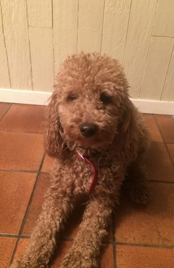 golden doodle for sale