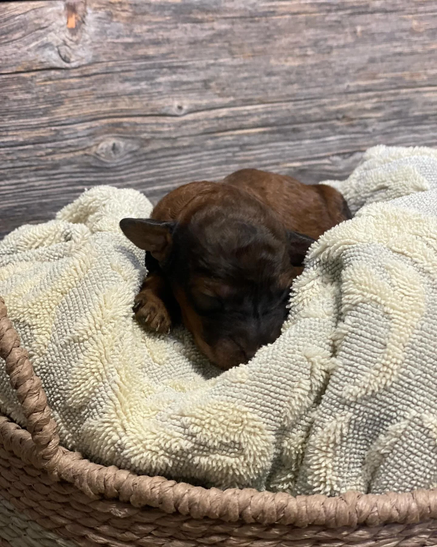Miniature Goldendoodle puppy in Pincher Creek