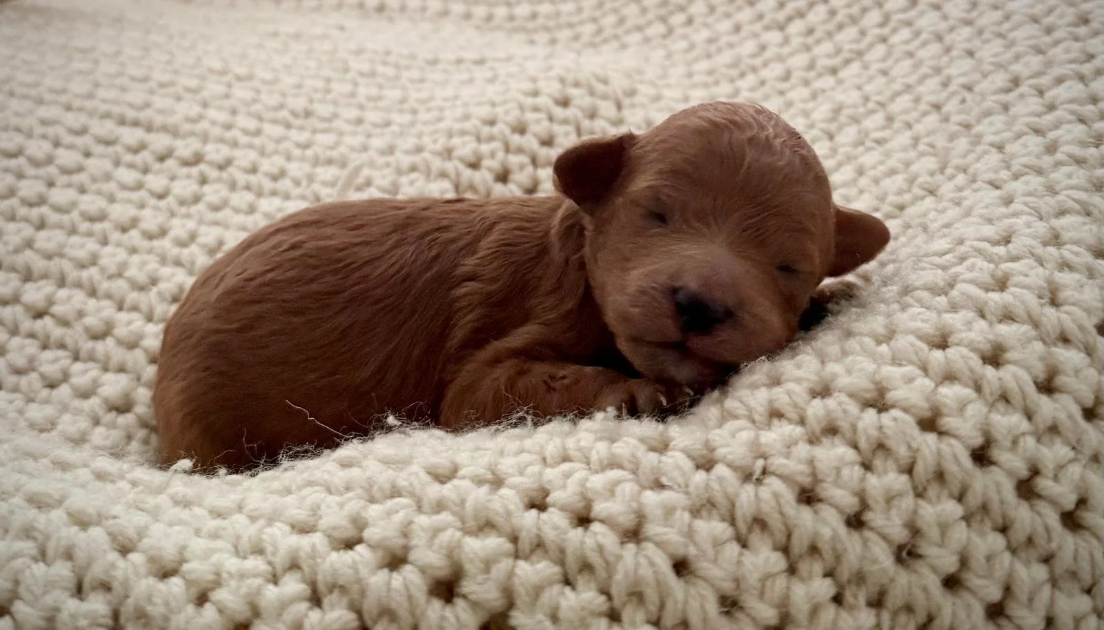 full grown mini goldendoodle
