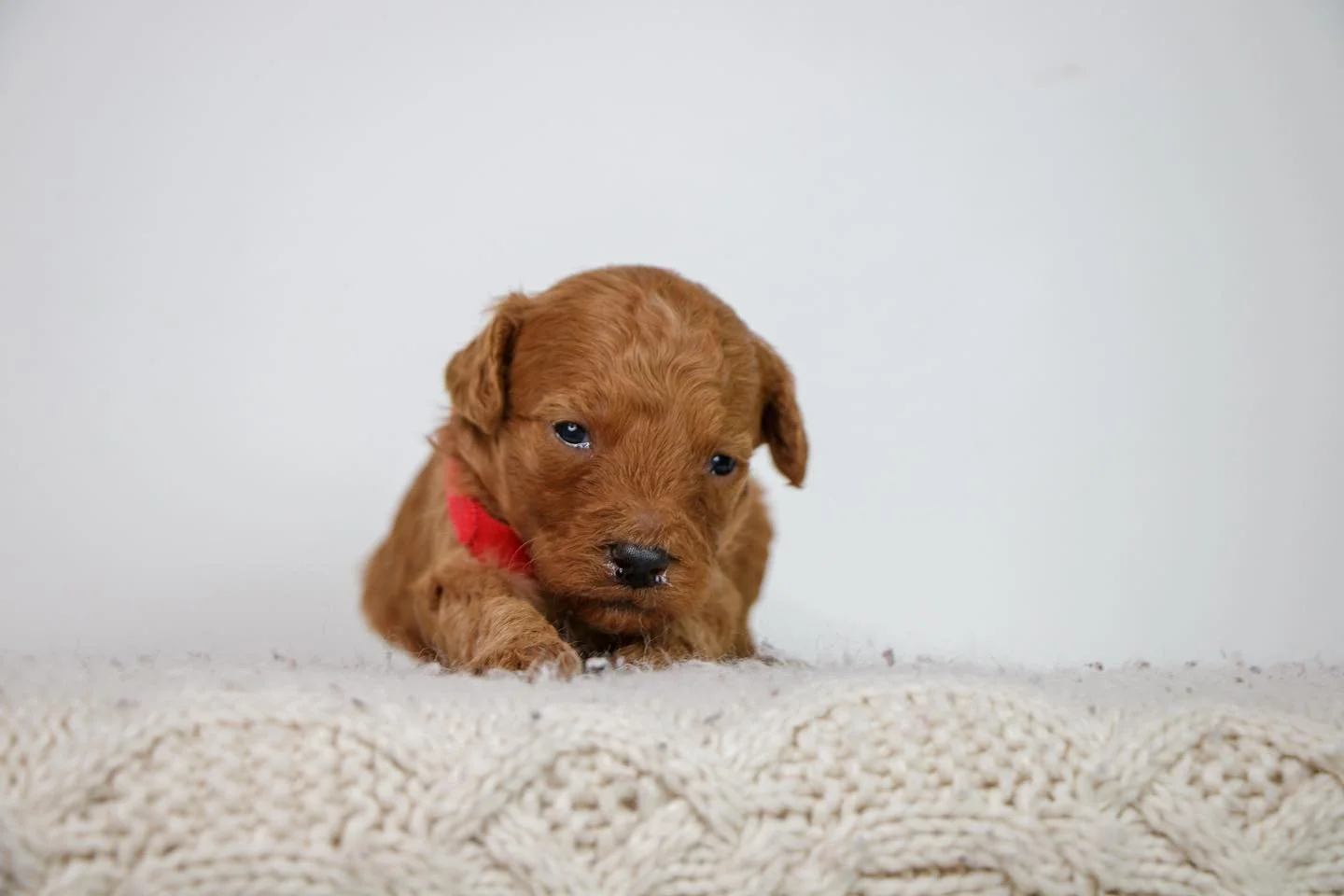 Puppy