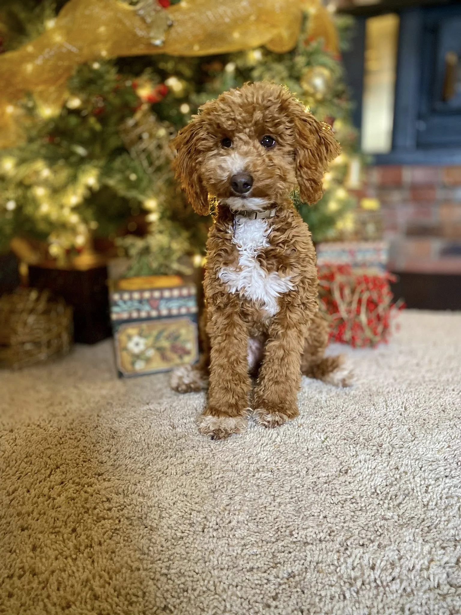 Miniature Goldendoodle puppy in Lethbridge