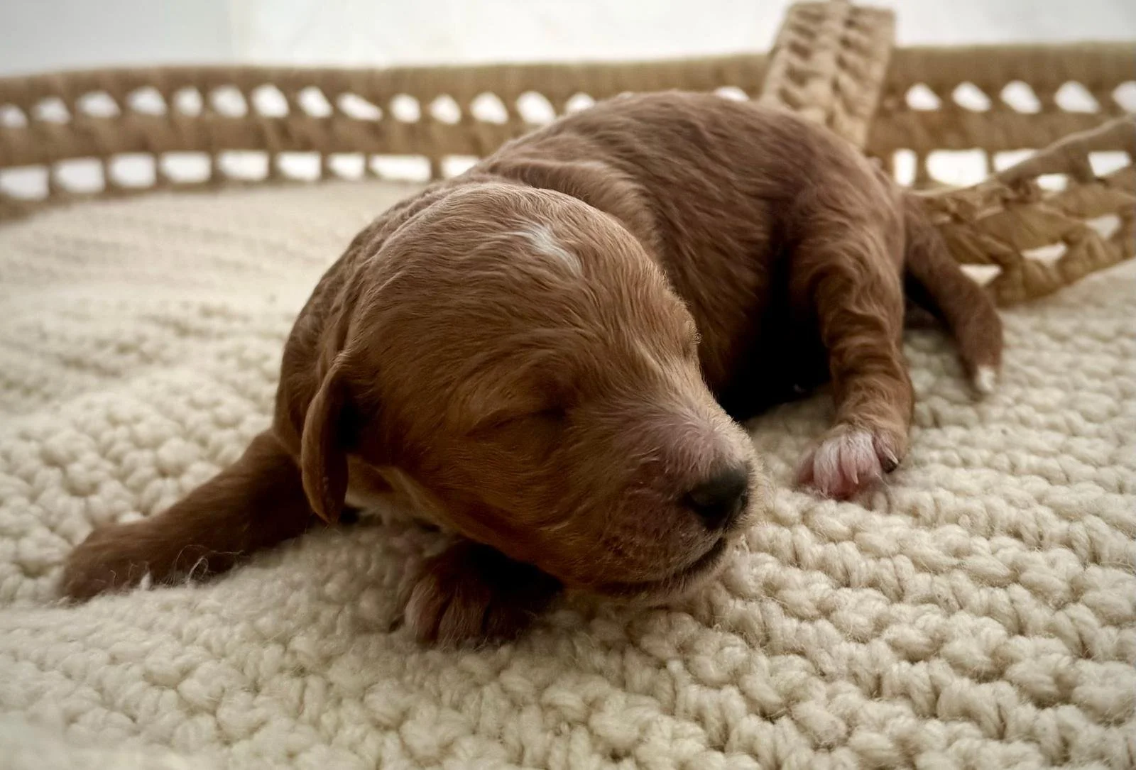 miniature goldendoodle for sale