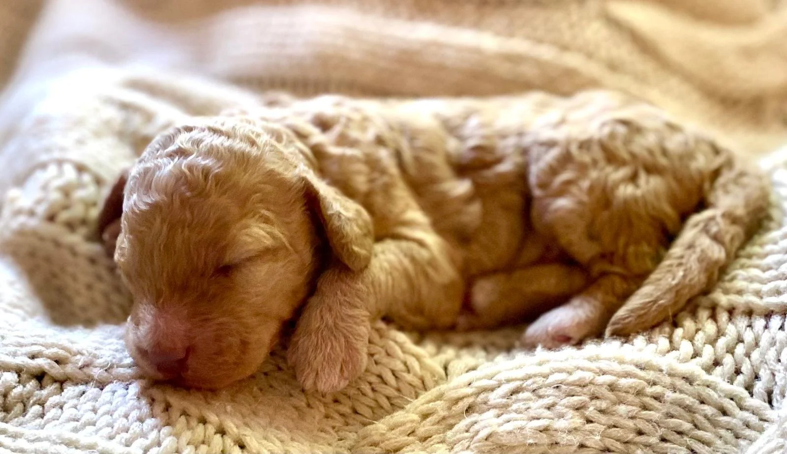 full grown mini goldendoodle