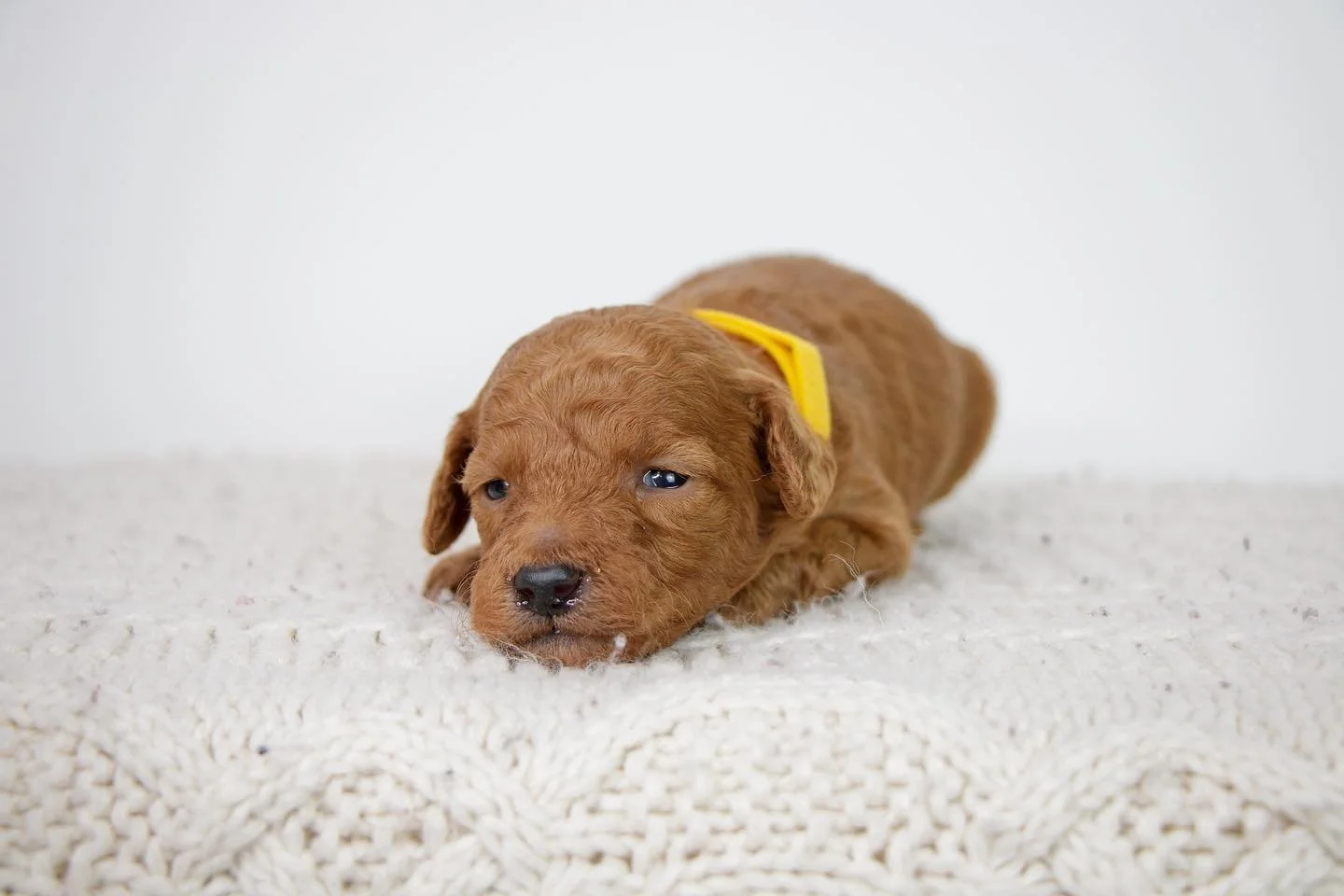 goldendoodle puppy in Spring Cooley