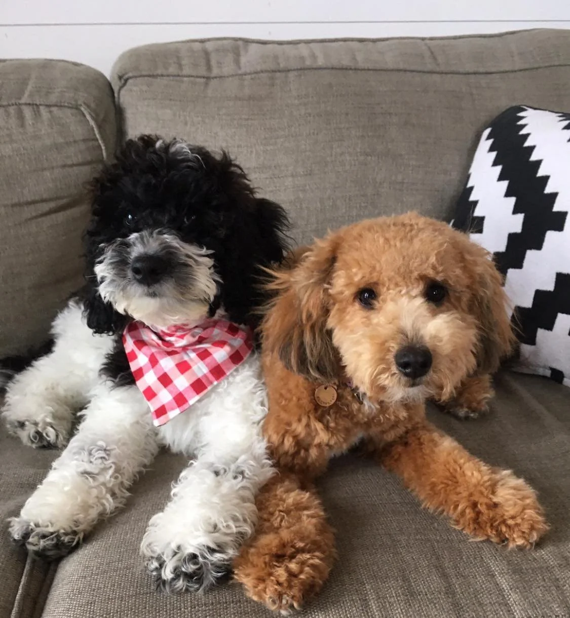 mini golden doodles for sale