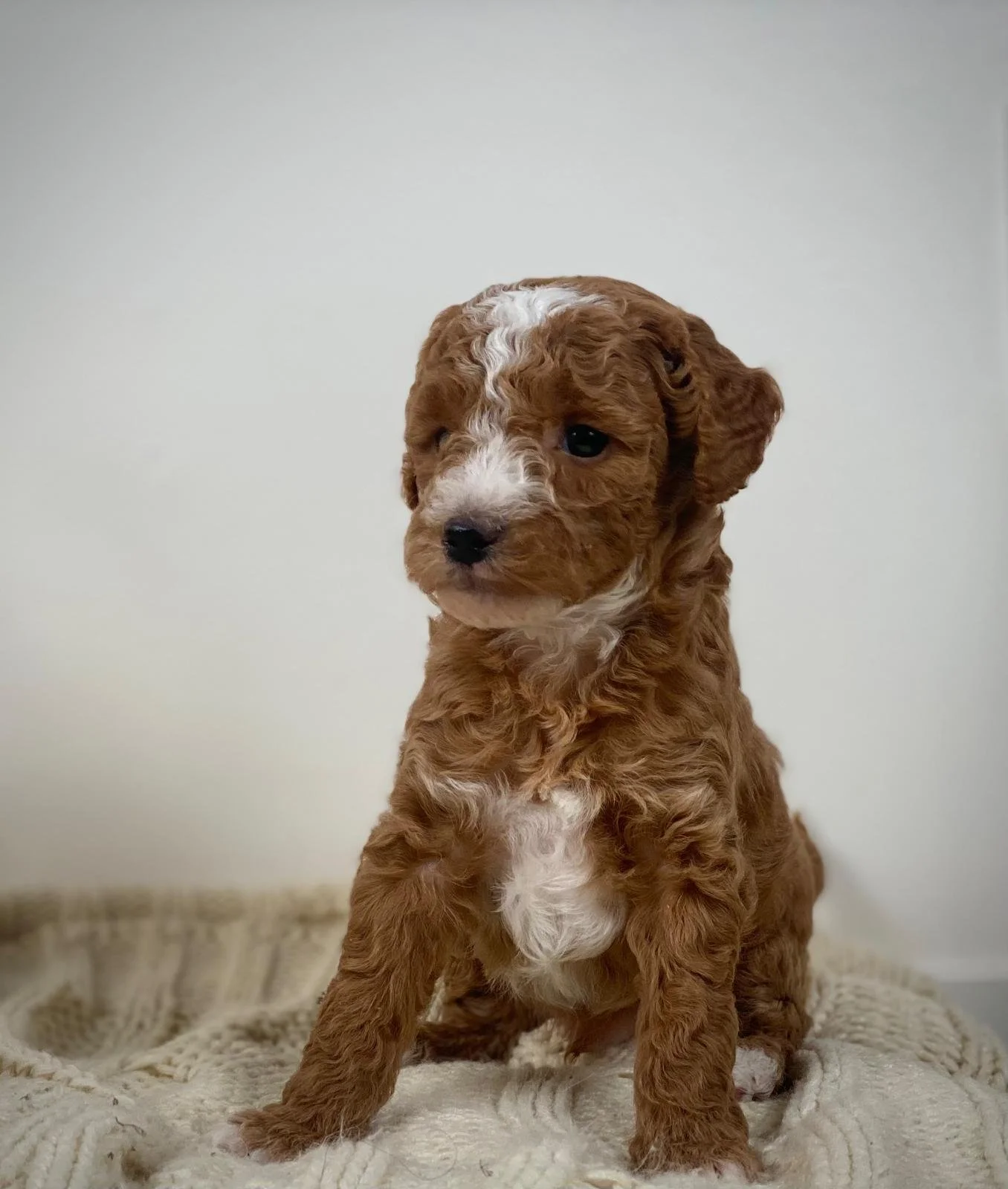 Redbred
