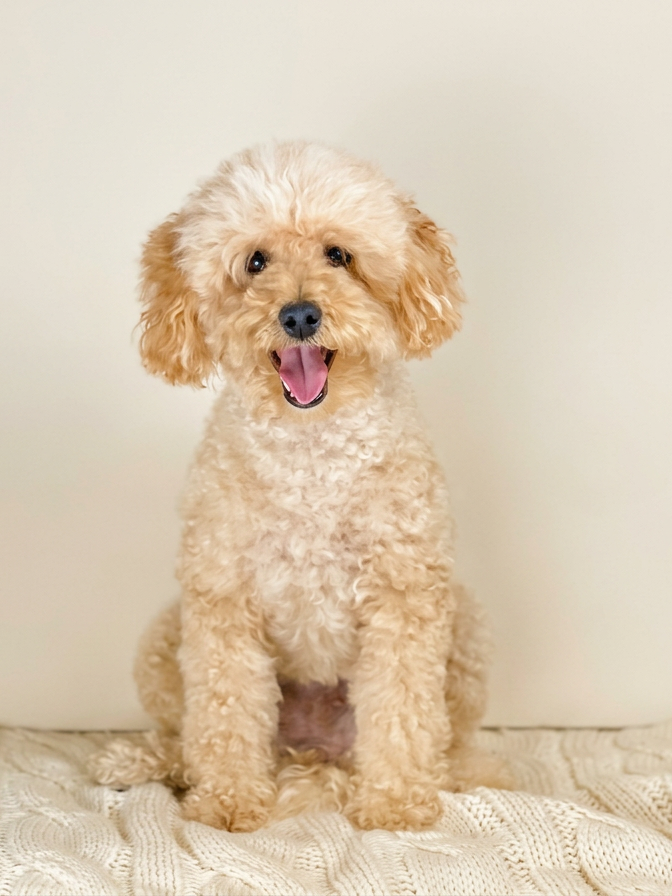 goldendoodle puppies