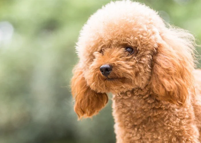 goldendoodle puppies for sale