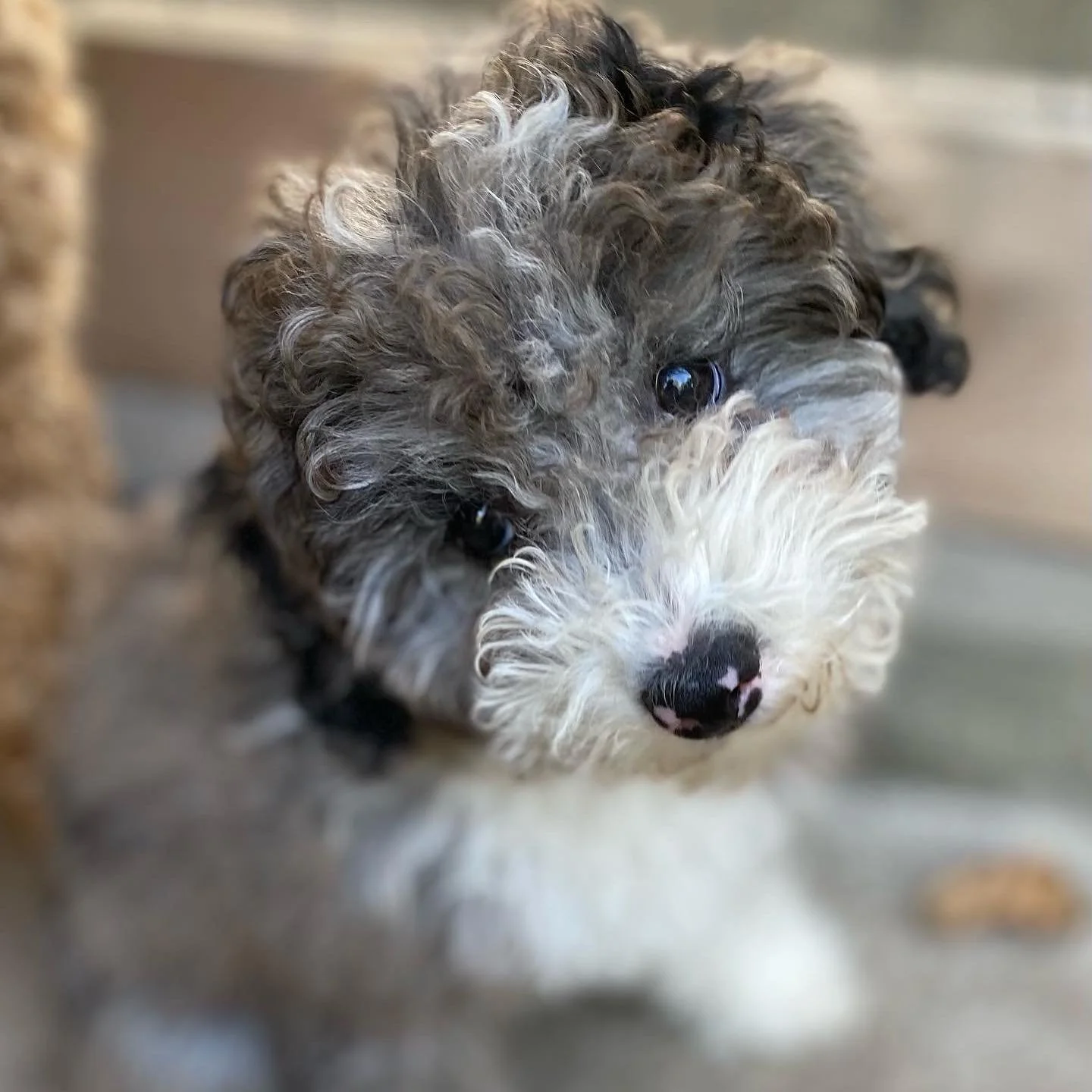 puppie