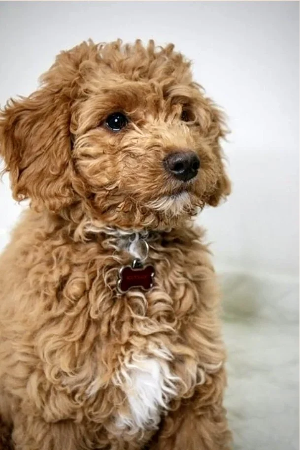 golden goldendoodle