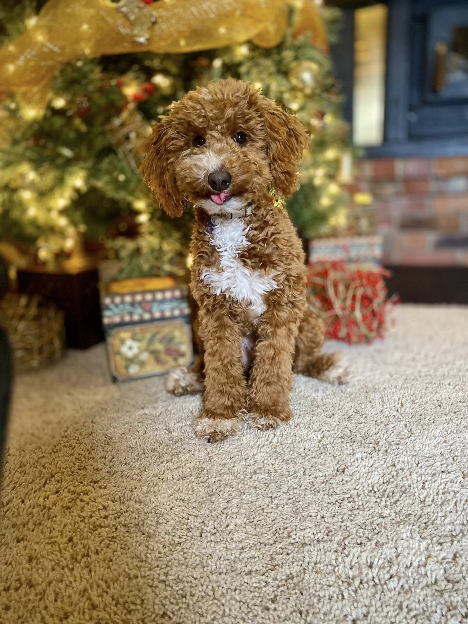 Best Goldendoodle breeders Calgary