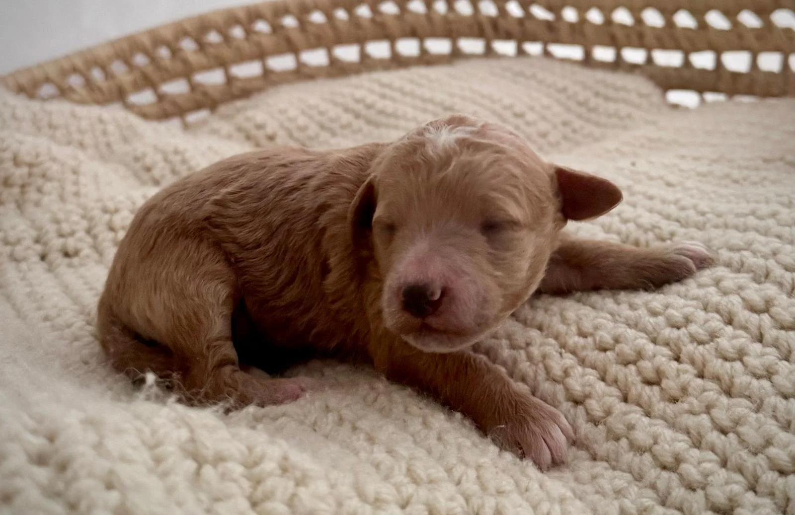 golden goldendoodle puppies