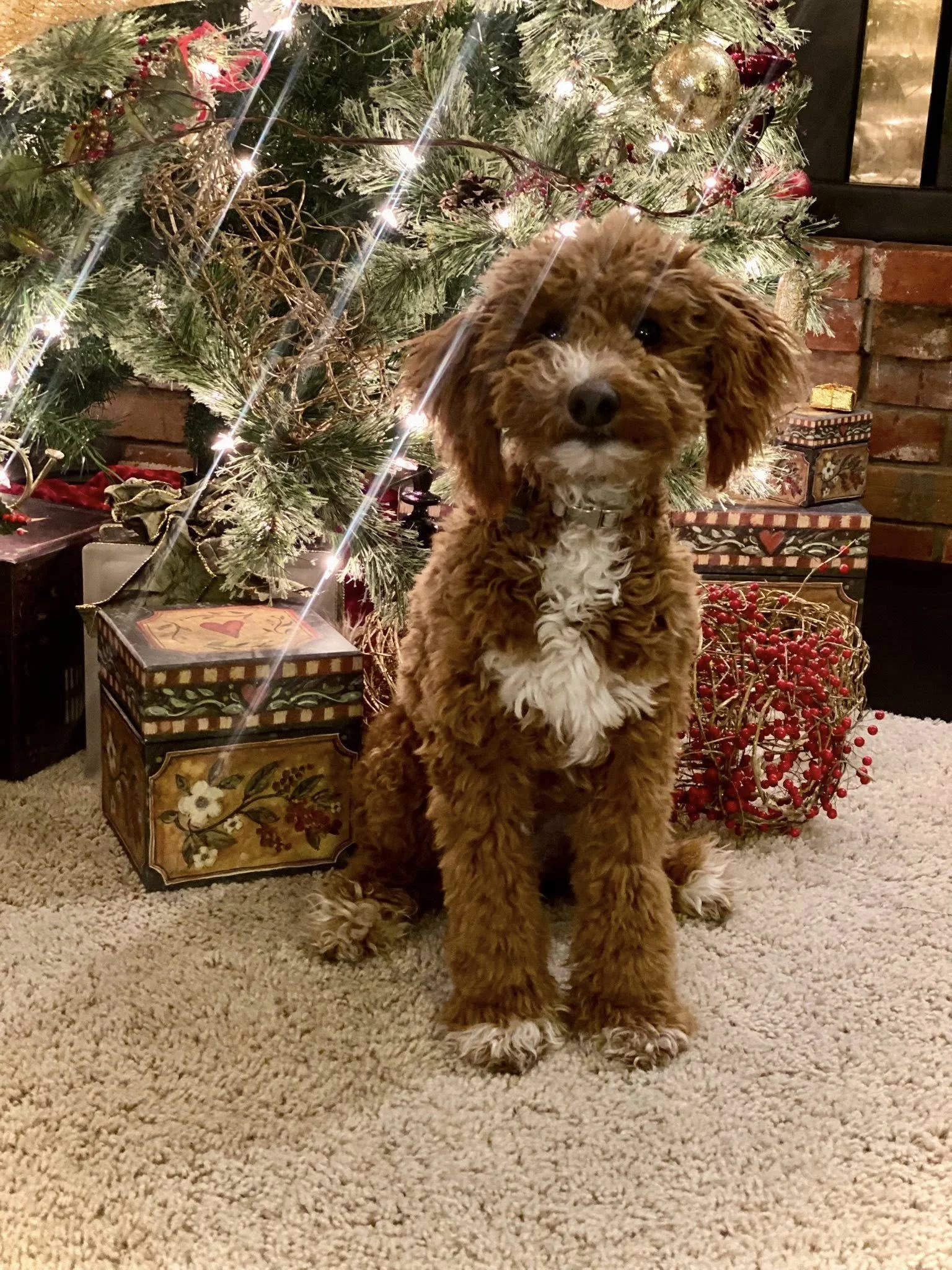 Miniature Goldendoodle puppy in Spring Cooley