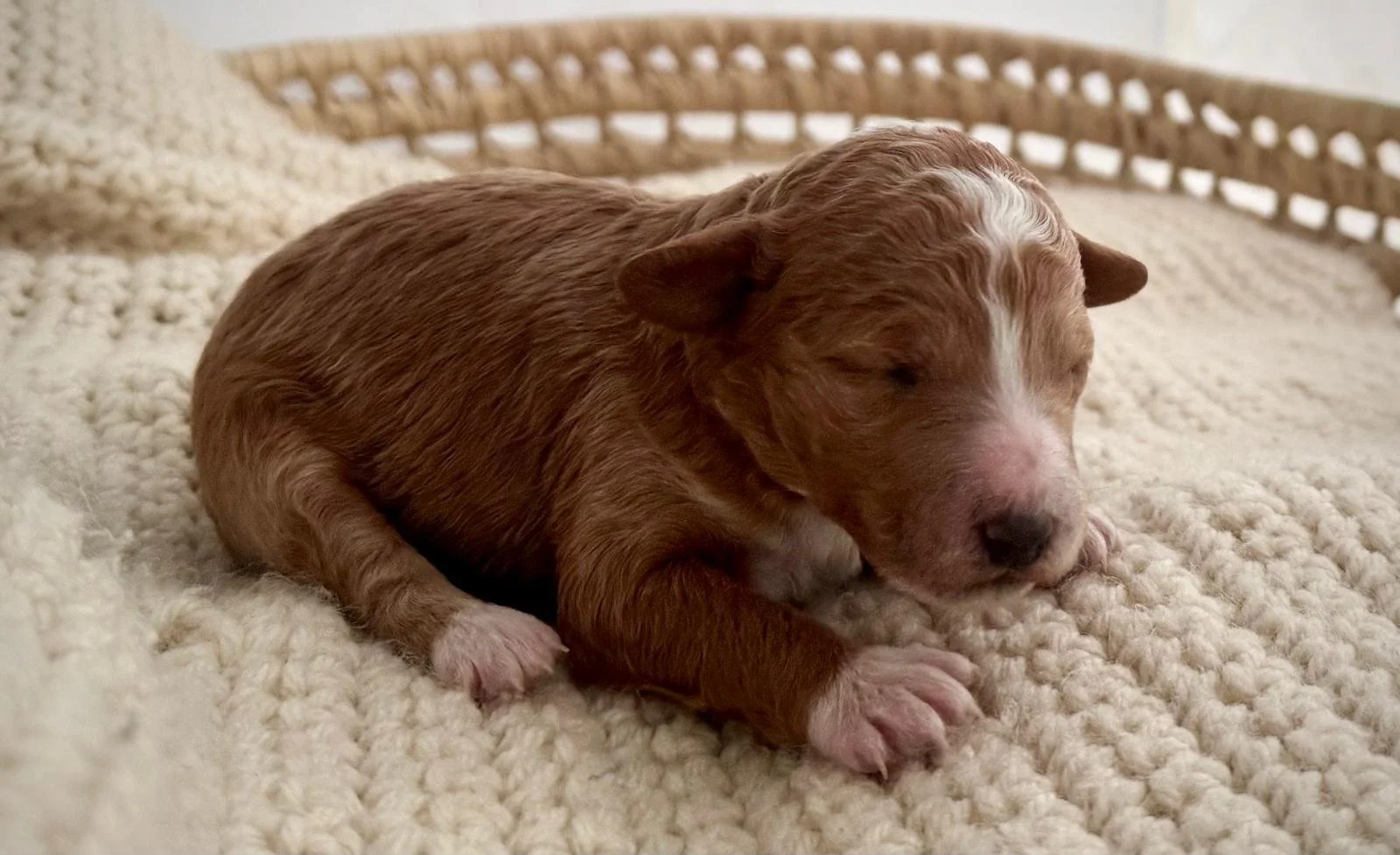 golden doodle for sale