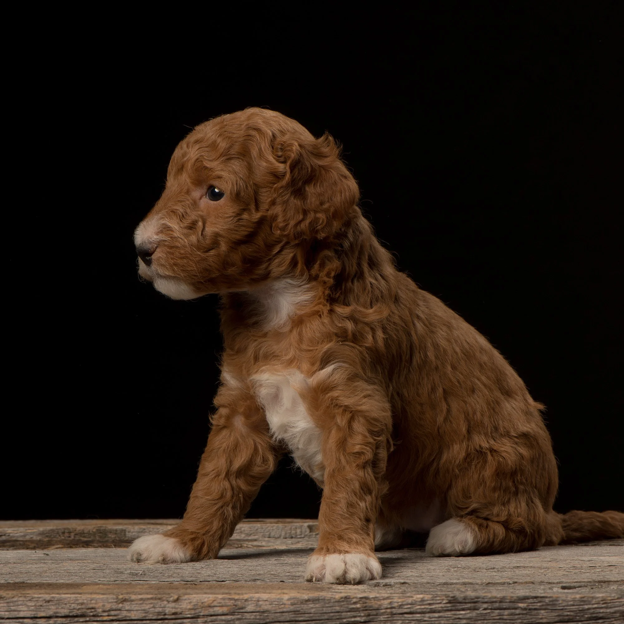 goldendoodle price