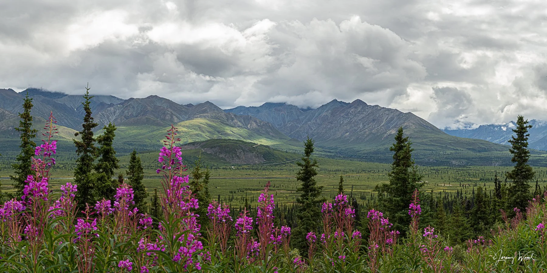 White spruce trees and fireweed flowers in front of the Chugach Mountains looking across the Matanuska River valley in summer