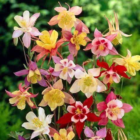 Aquilegia McKanas Giants