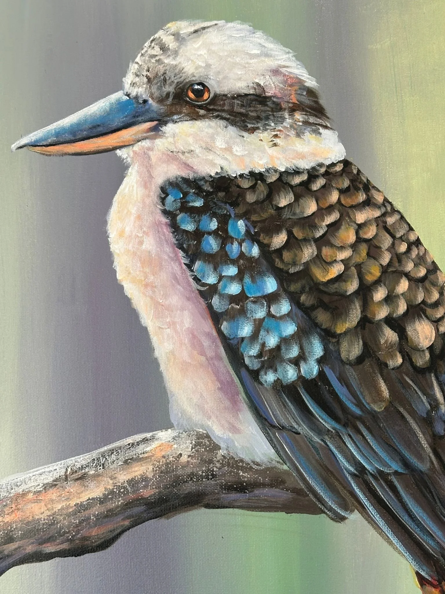 kookaburra a 6.jpg