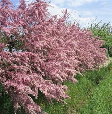 Tamarix