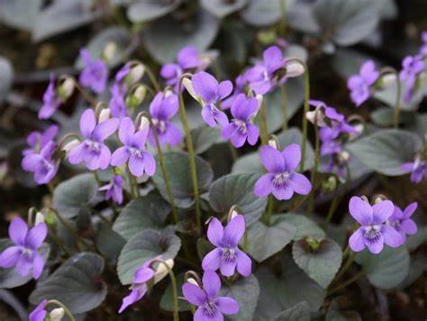 Viola labradorica purpurea