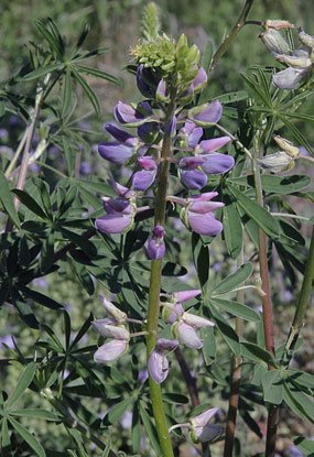 Lupinus arboreus mauve.jpg