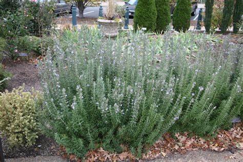 Rosmary officinalis.jpg