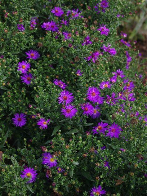 Symphiotrichum orpheus - Aster.jpg