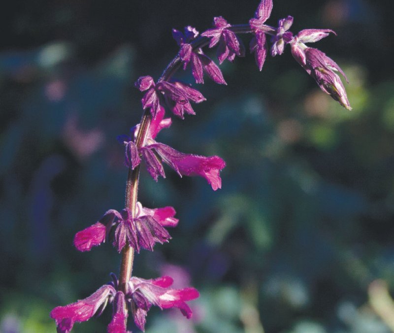 salvia_magenta_magic a.jpg
