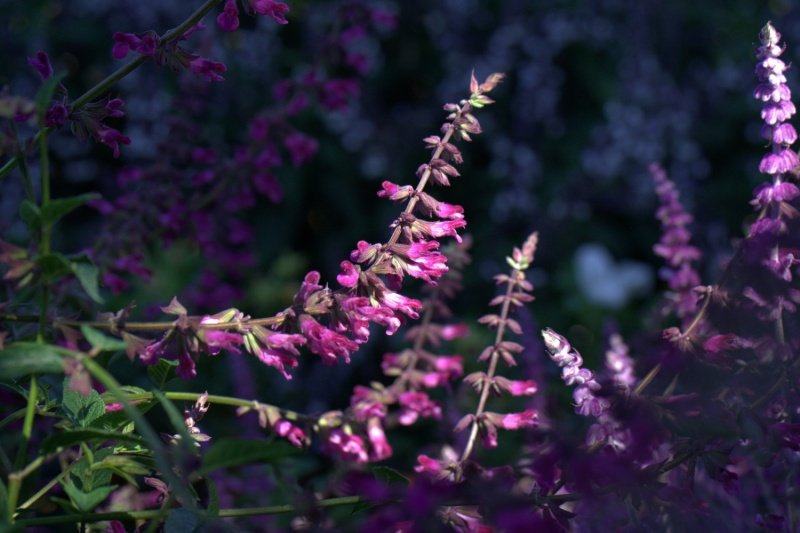 salvia_magenta_magic_0.jpg