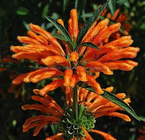 lions ear.jpg