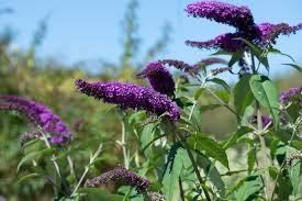 Buddleja Violet