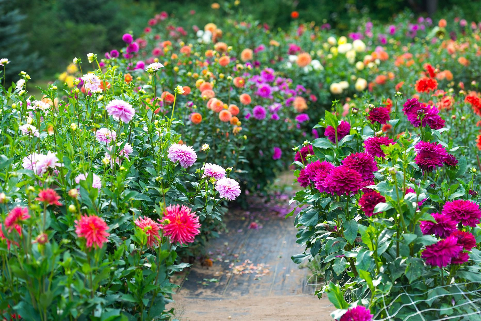 Dahlia Mixed - Seeds