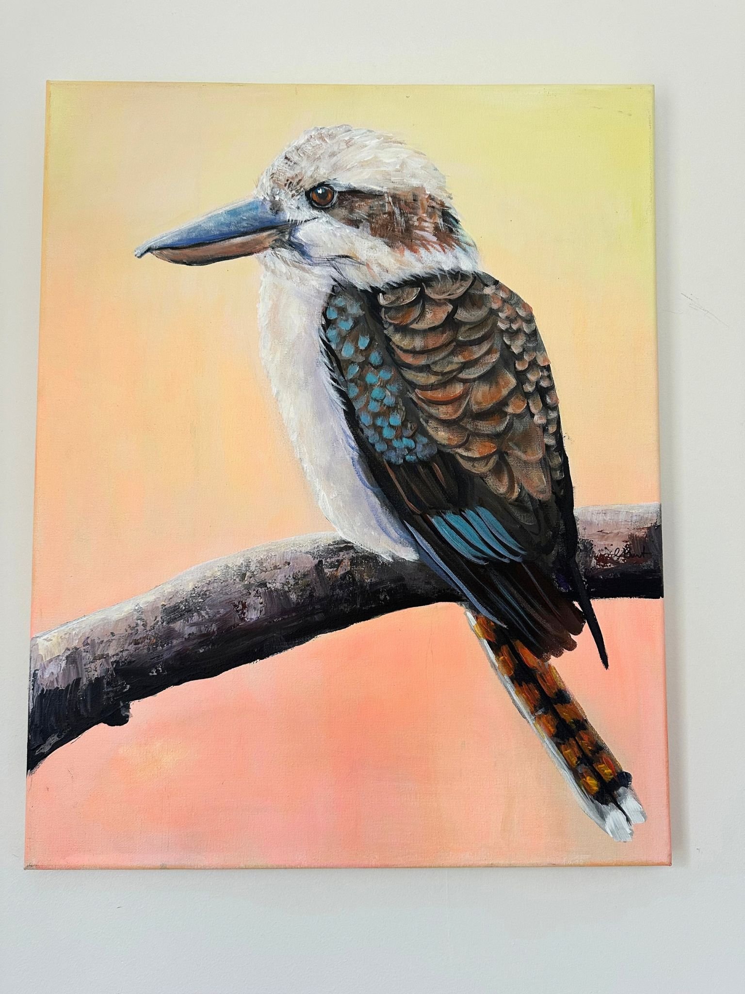 kookaburra 3.jpg