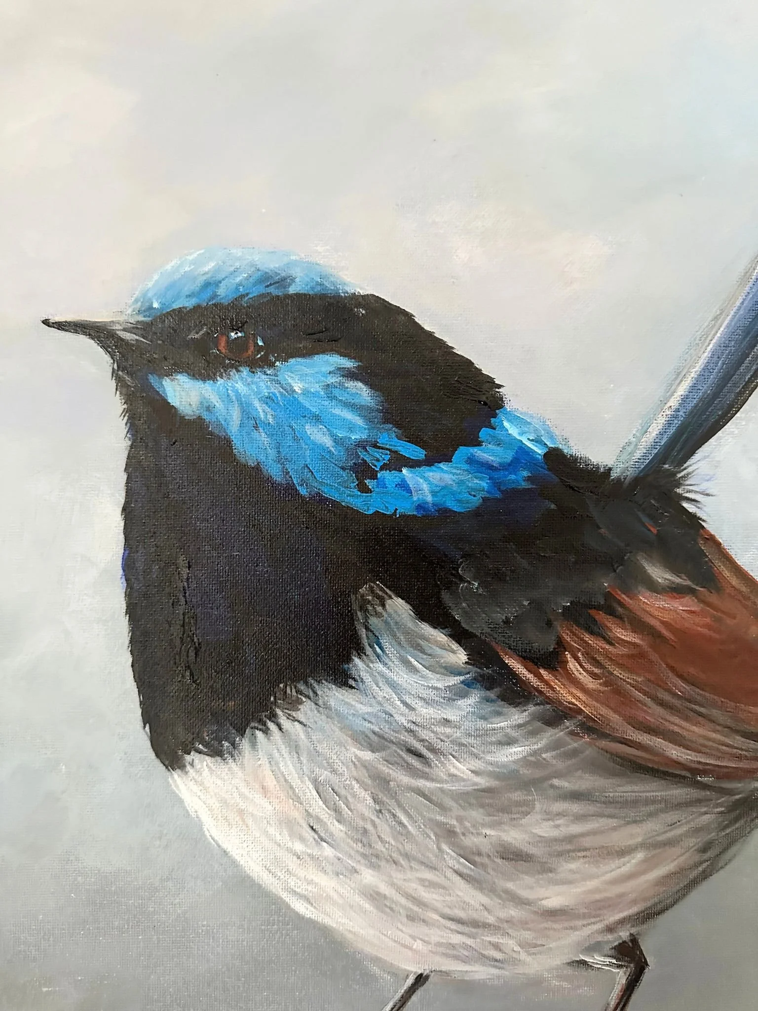 blue wren 5.jpg