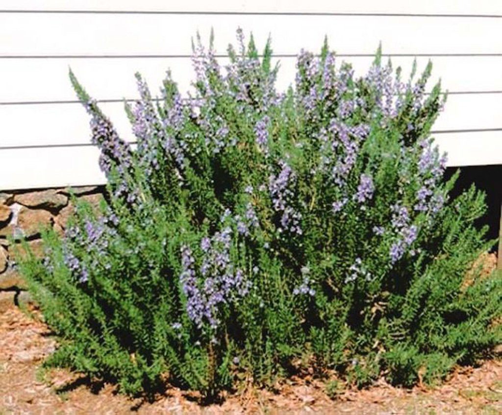 Rosemary officinalis