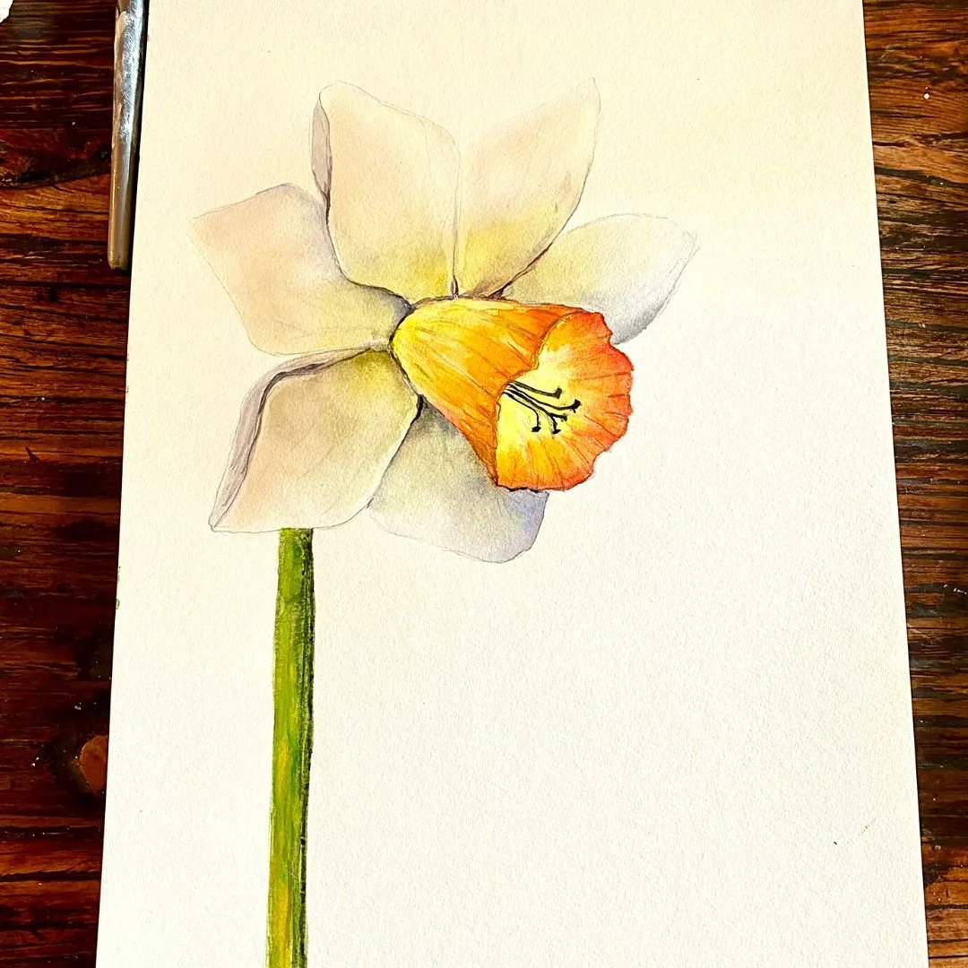 daffodil watercolour 2.jpg