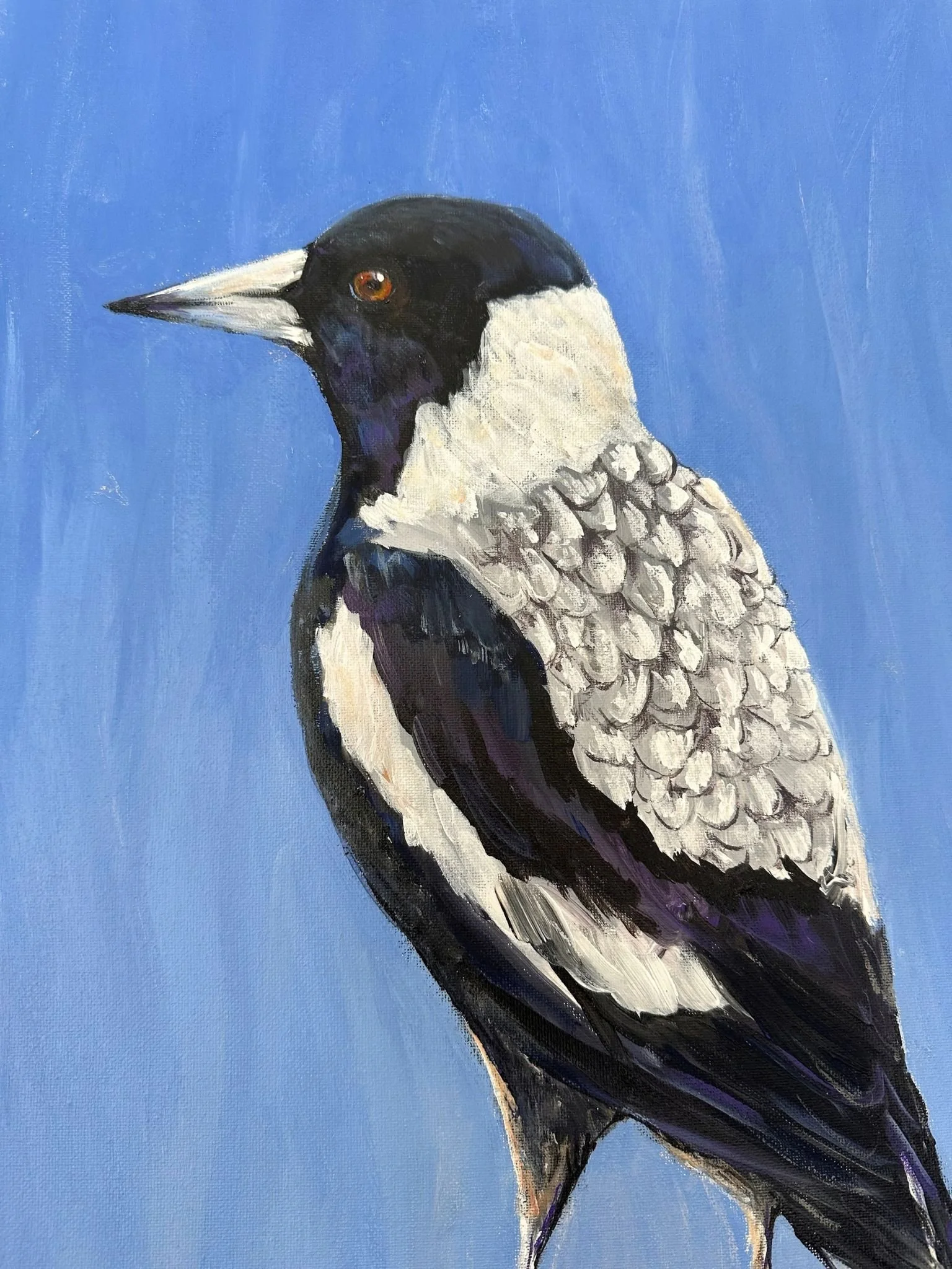 magpie 4.jpg