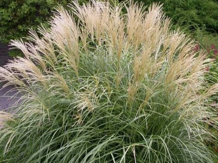 miscanthus adagio.jpg