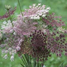 chocolate queen annes lace 2.jpg