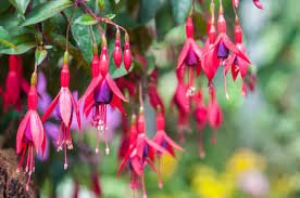 Fuchsia Glenys